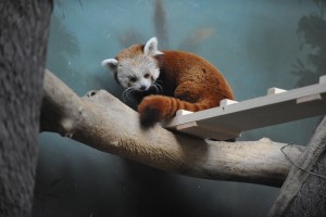 Красная панда в Московском Зоопарке.