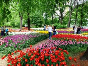 Горожан пригласили на Весенний фестиваль цветов. Фото предоставлено пресс-службой Аптекарского огорода