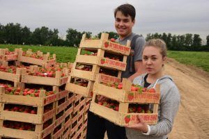 Жители столицы купят клубнику из совхоза имени Ленина