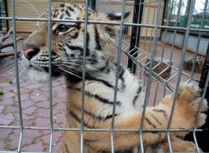 На Мясницкой появятся тигры. Фото: Сара Зицерман, "Вечерняя Москва"