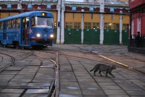 Трамваи «Магистраль» стали самым быстрым транспортом. Фото: Антон Гердо, «Вечерняя Москва»