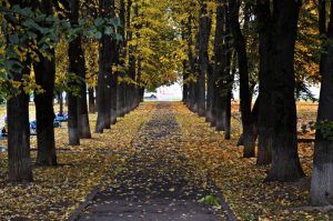 Осенью в центре столице появятся 3,5 тысячи деревьев. Фото: Анна Быкова