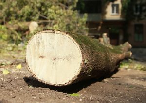 Опасное дерево спилили сотрудники ГБУ «Жилищник» в районе. Фото: Наталия Нечаева, «Вечерняя Москва»