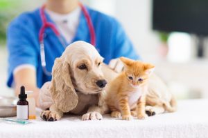 Домашним животным необходимо делать прививки