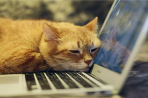 Онлайн-встречу о котах проведут работники библиотеки района. Фото: pixabay.com