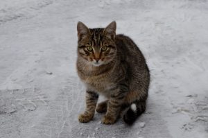 На портале mos.ru появится каталог животных из приютов. Фото: Анна Быкова