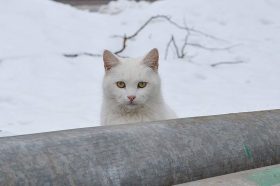 «Подари семью коту!»: выставка-пристройства открылась в районе. Фото: Анна Быкова, «Вечерняя Москва»