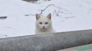 «Подари семью коту!»: выставка-пристройство откроется в районе. Фото: Анна Быкова, «Вечерняя Москва»