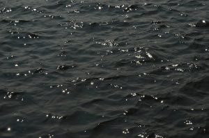21 июня в Москве пройдет фестиваль на воде «Две реки». Фото: Анна Быкова, «Вечерняя Москва»