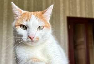 Литературный спектакль пройдет в библиотеке №18. Фото: Валерия Соловьева, «Вечерняя Москва»