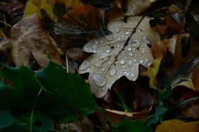 Хрупкая красота: мастер-класс по искусству сухоцветов состоится в библиотеке №18. Фото: Анна Быкова, «Вечерняя Москва»