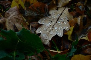 Хрупкая красота: мастер-класс по искусству сухоцветов состоится в библиотеке №18. Фото: Анна Быкова, «Вечерняя Москва»